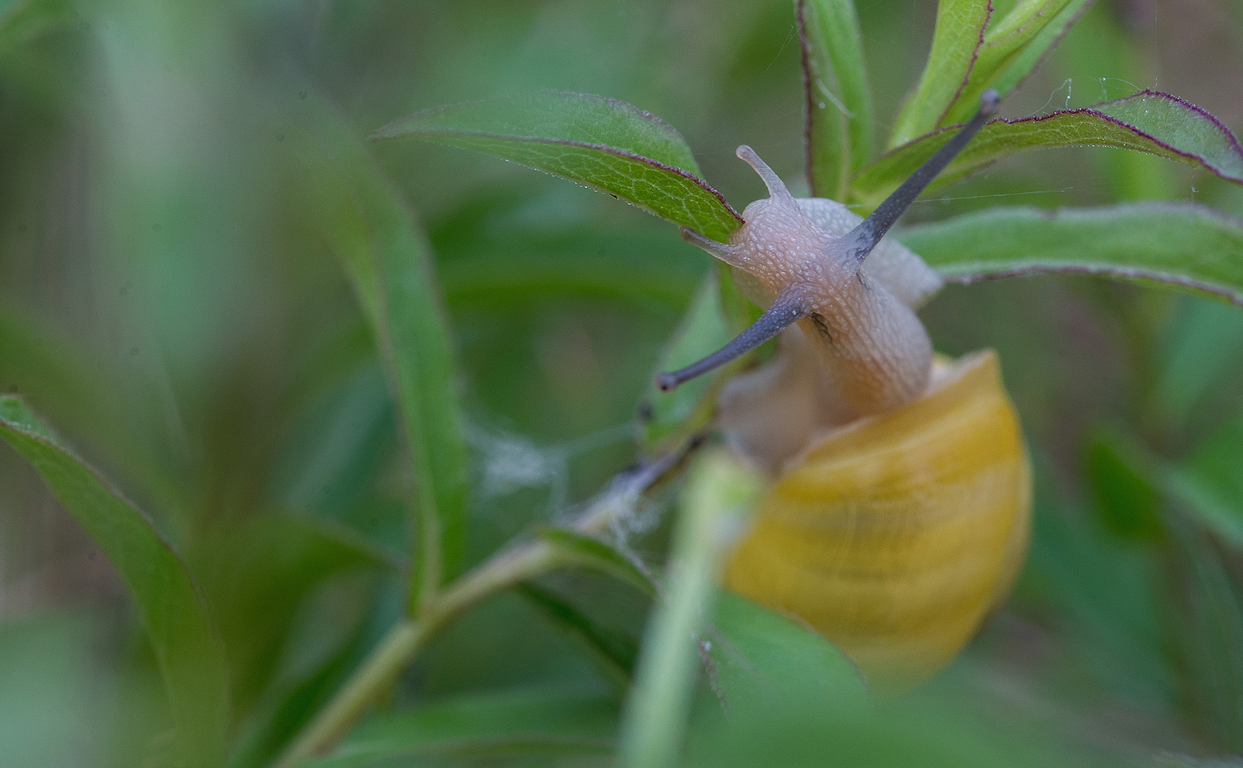 Kletterschnecke