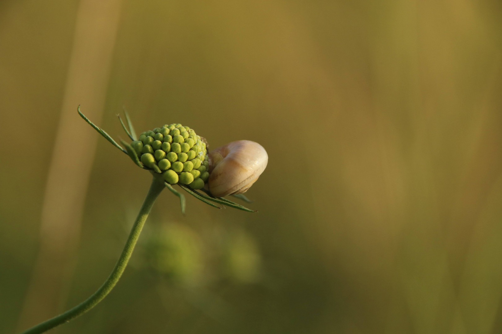 Kletterschnecke