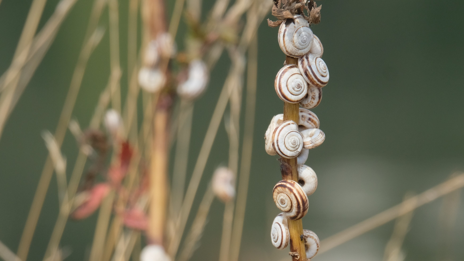 Kletterschnecken