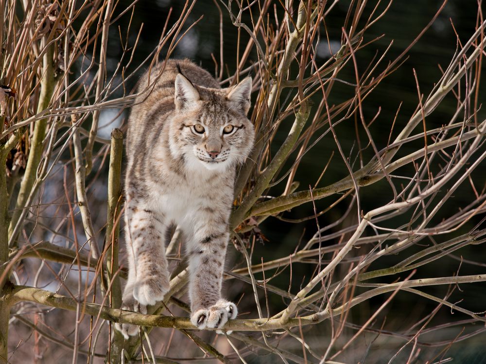 Kletterspaß, Wildpark Hellenthal, 16.02.2018