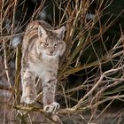 Kletterspaß, Wildpark Hellenthal, 16.02.2018