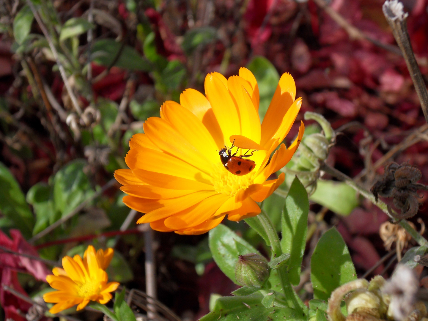 Klettertour auf einer Ringelblume