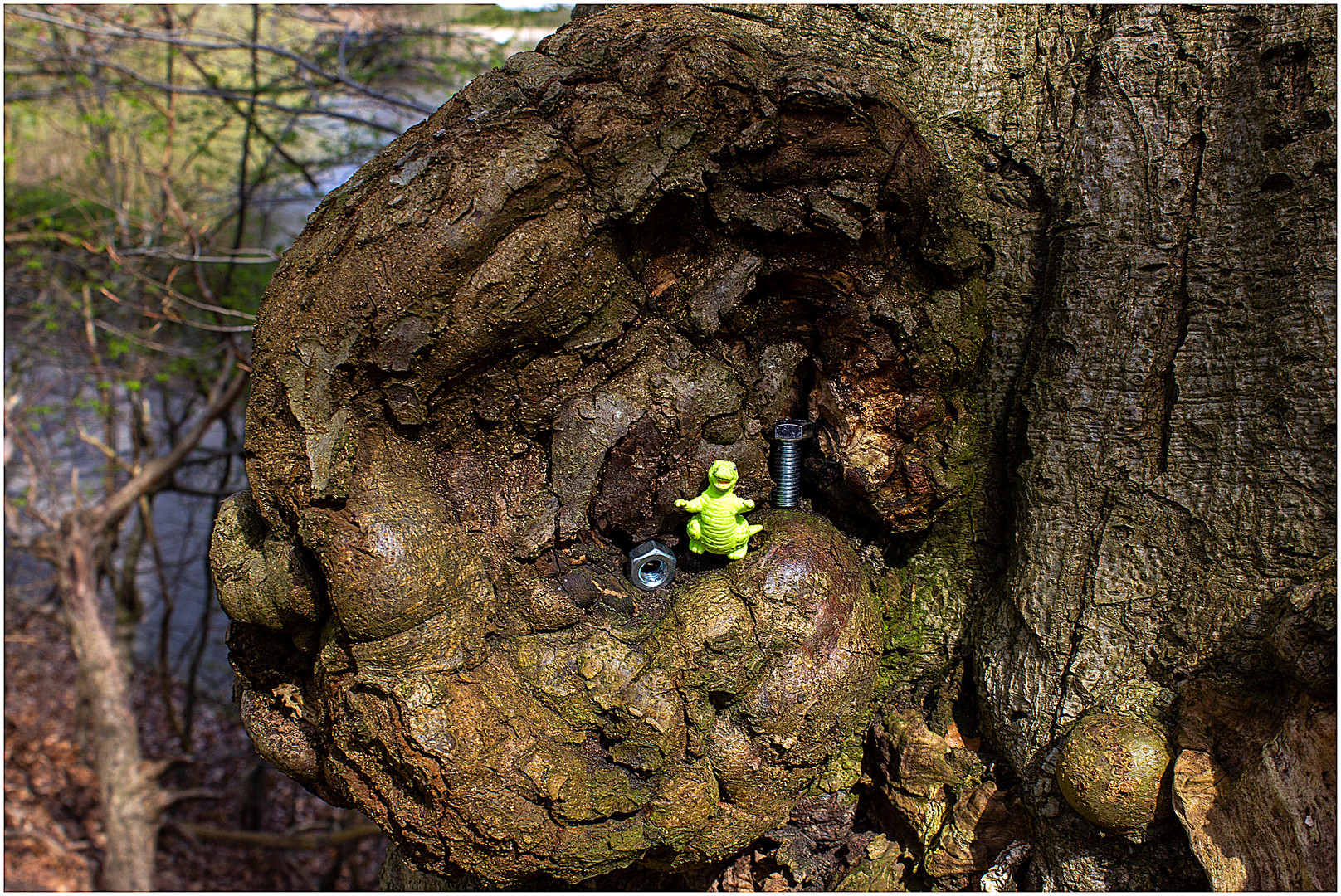 Klettertour im Uralt-Baum.