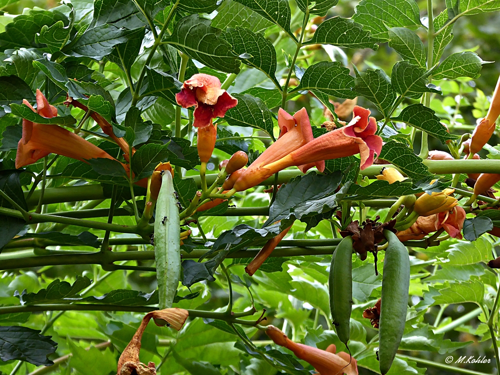 Klettertrompete (Campsis radicans)