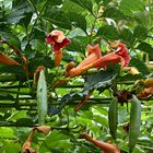 Klettertrompete (Campsis radicans)