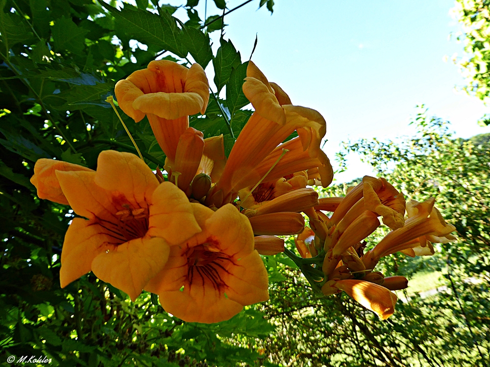 Klettertrompete (Campsis radicans)