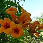 Klettertrompete (Campsis radicans)