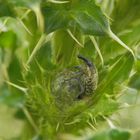 Kletterübungen auf einer Kratzdistelknospe - Kratzdistelrüssler (Larinus turbinatus)