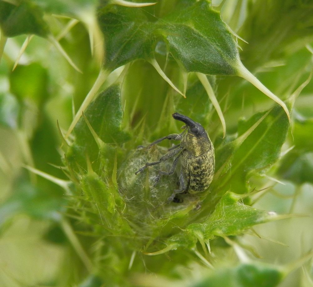 Kletterübungen auf einer Kratzdistelknospe - Kratzdistelrüssler (Larinus turbinatus)