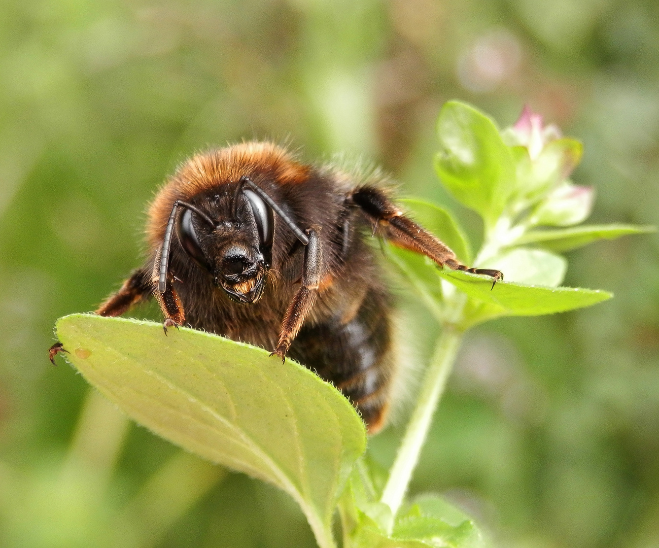 Kletterübungen einer Hummel - Löwenmähne und fletschendes Gebiss