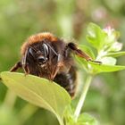 Kletterübungen einer Hummel - Löwenmähne und fletschendes Gebiss