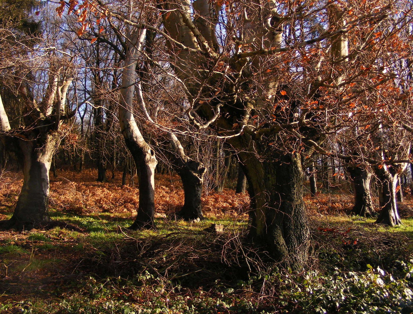 Kletterwald Buchen