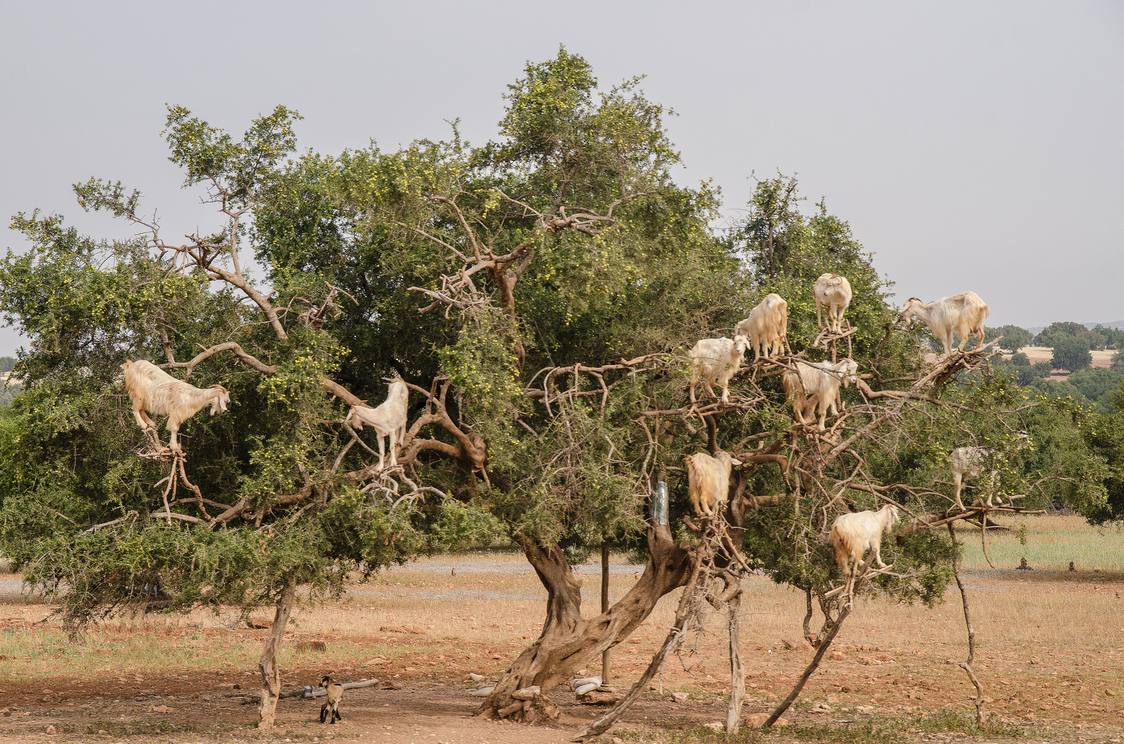 Kletterziegen an der Landstraße nach Essaouira