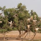 Kletterziegen an der Landstraße nach Essaouira