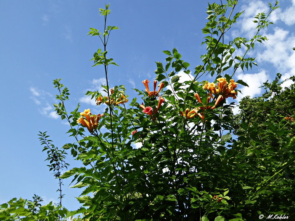 Kletttertrompete (Campsis radicans)