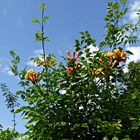 Kletttertrompete (Campsis radicans)