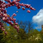 Kleve im Frühling