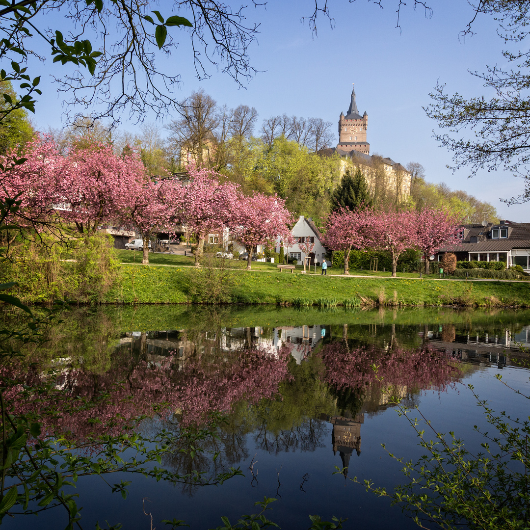 Kleve, Kirschblüte