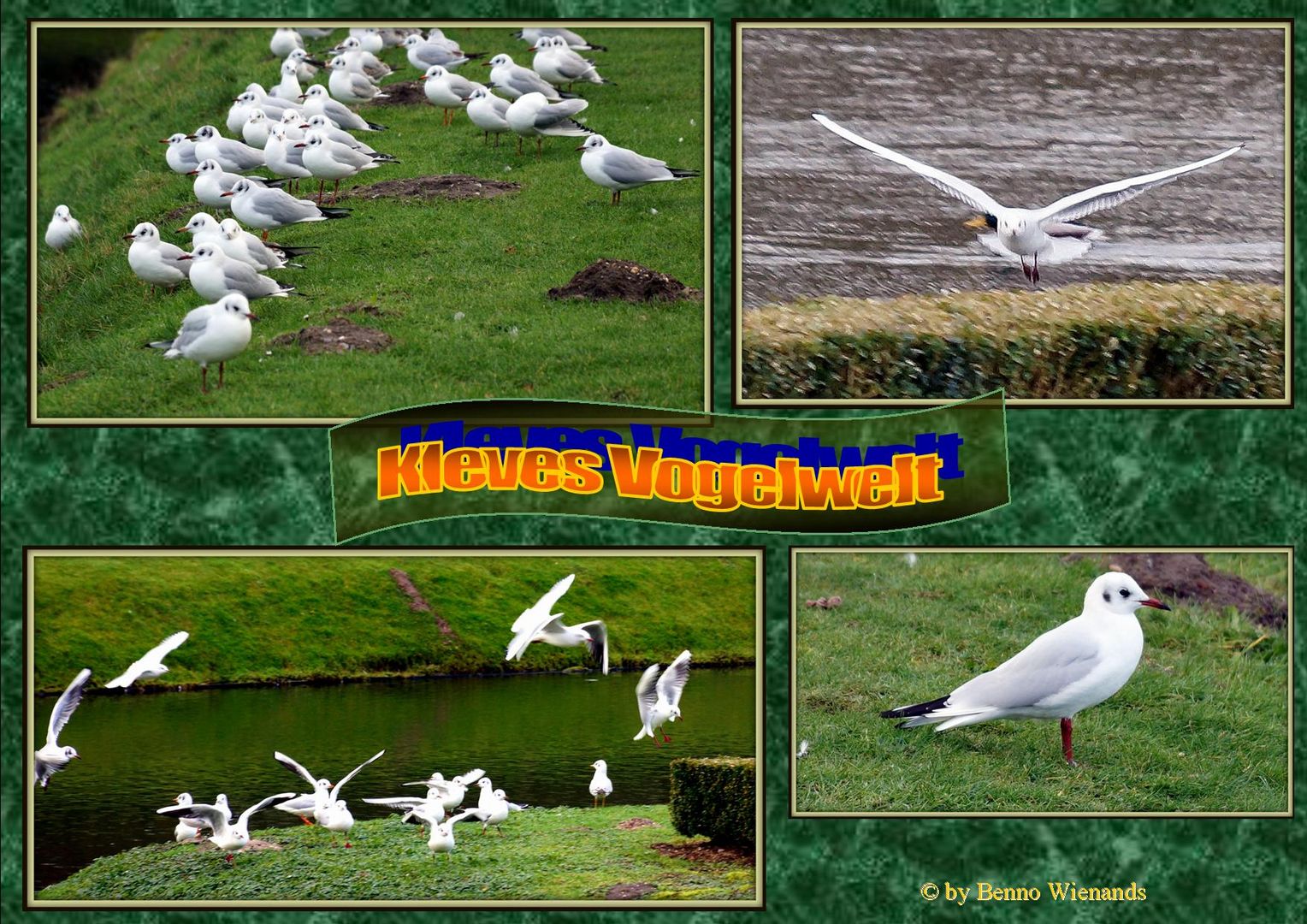 Kleves Vogelwelt