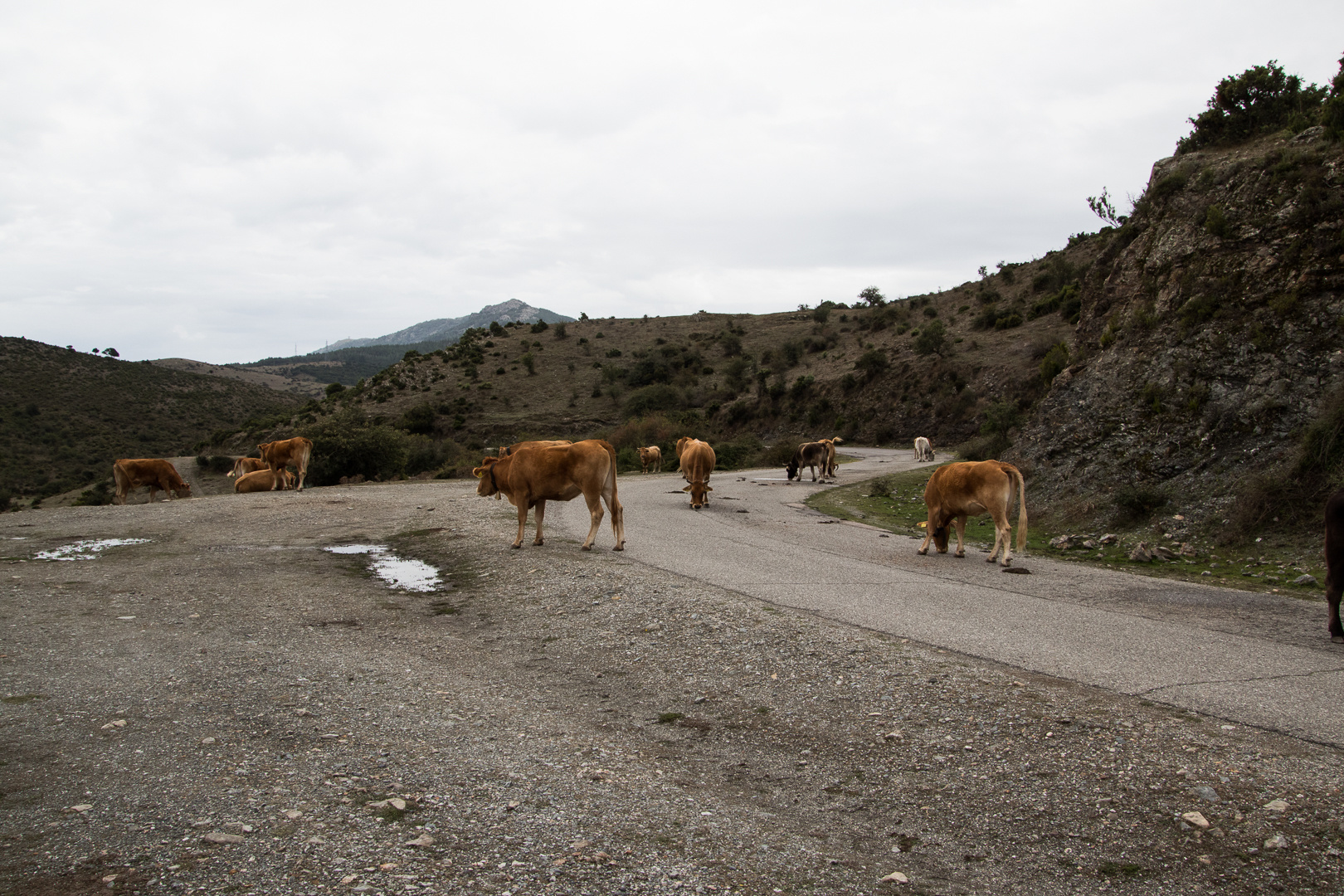 Klimaaktivisten auf Sardinien