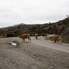 Klimaaktivisten auf Sardinien