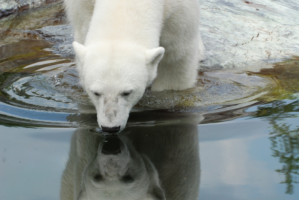 Klimabär