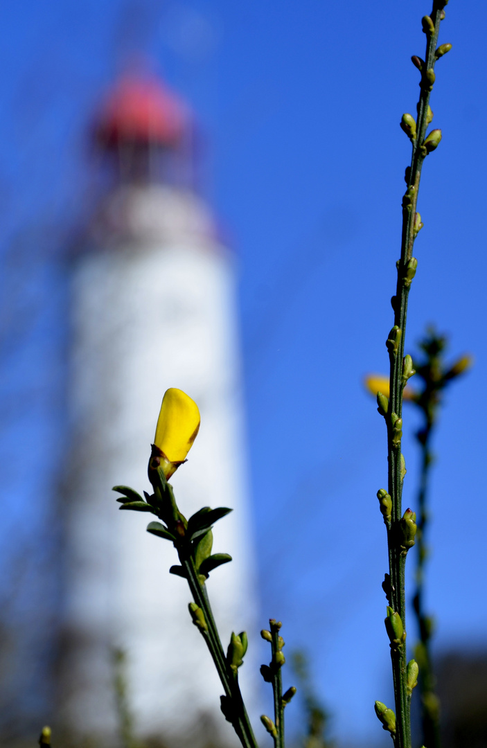 Klimaerwärmung auch auf Hiddensee  