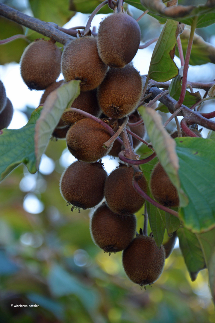 Klimawandel: In Neu-Isenburg wachsen Kiwis :-)