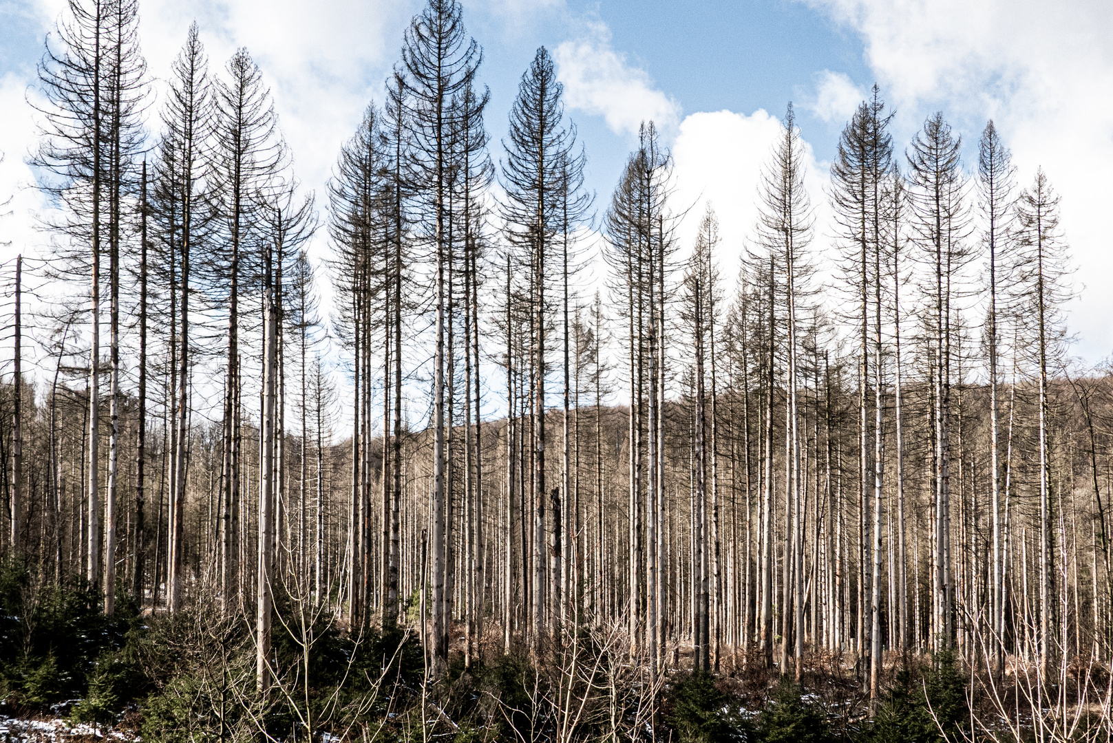 Klimawandel pur