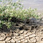 Klimawandel Trockenheit auf Isla Margarita