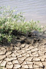 Klimawandel Trockenheit auf Isla Margarita