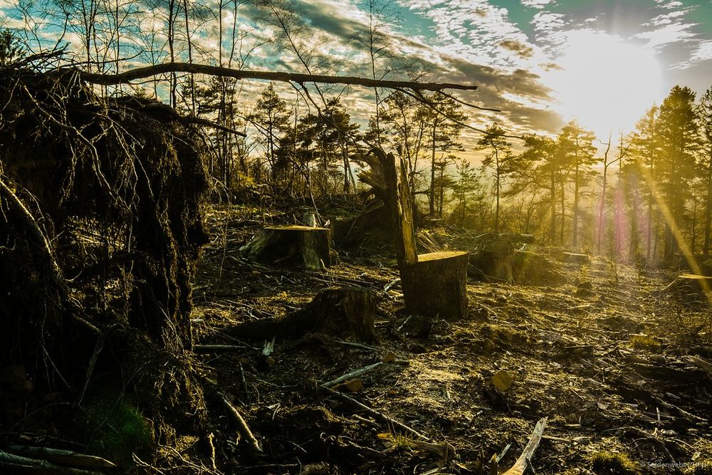 Klimawandel, Trockenheit, Sturm & Borkenkäfer Foto & Bild | wald, natur