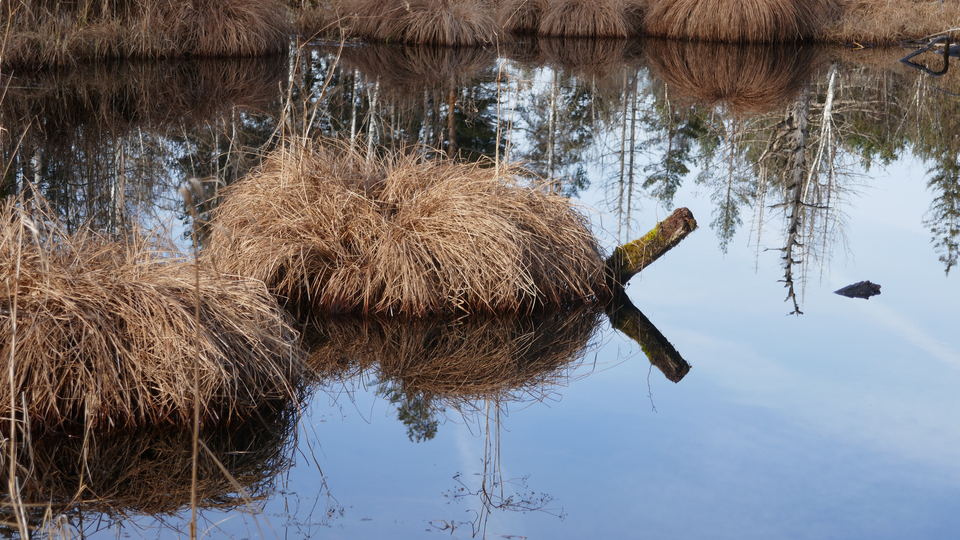 Klimawandelwinter im Werdensteiner Moos