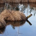 Klimawandelwinter im Werdensteiner Moos