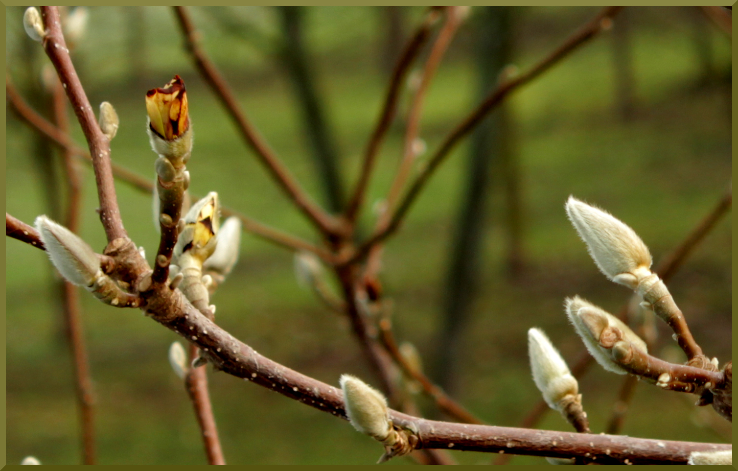 Klimawandlung - Vorboten des Frühlings