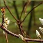 Klimawandlung - Vorboten des Frühlings