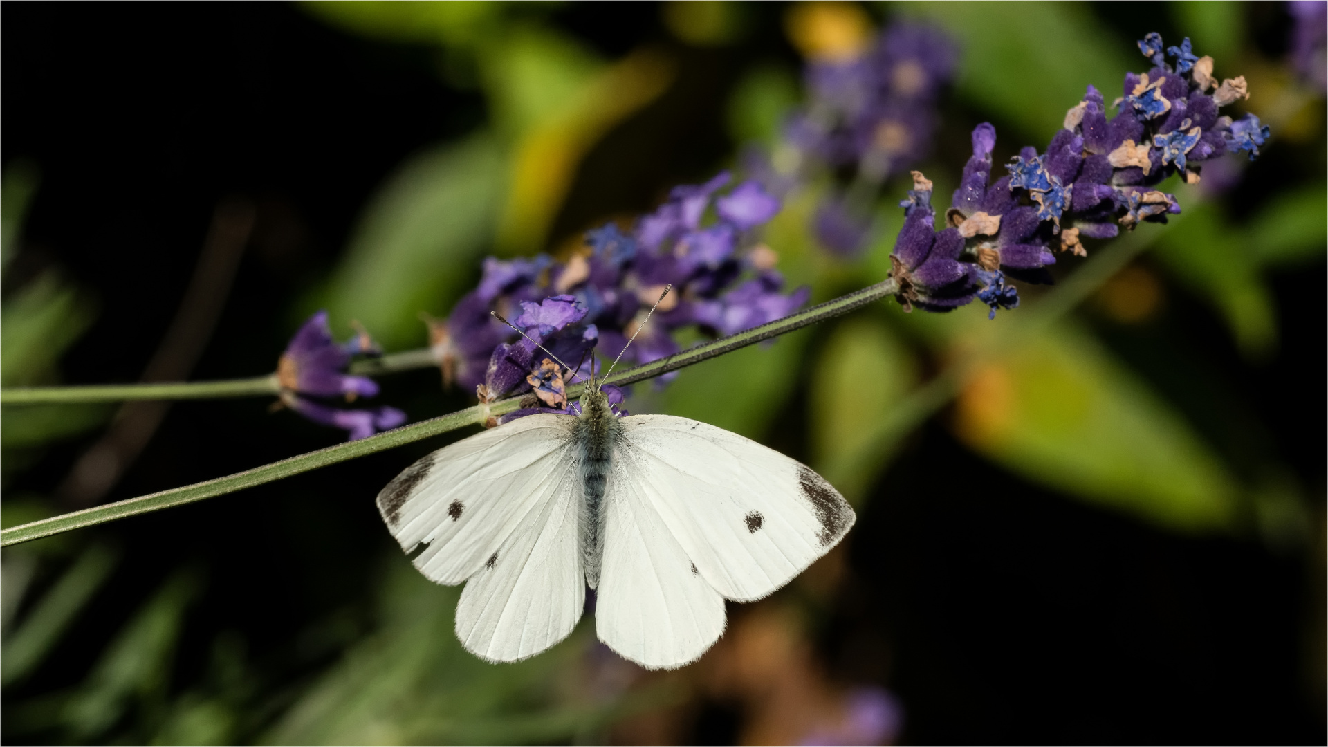 Klimmzug an dem Lavendel-Stängel  .....