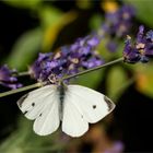 Klimmzug an dem Lavendel-Stängel  .....