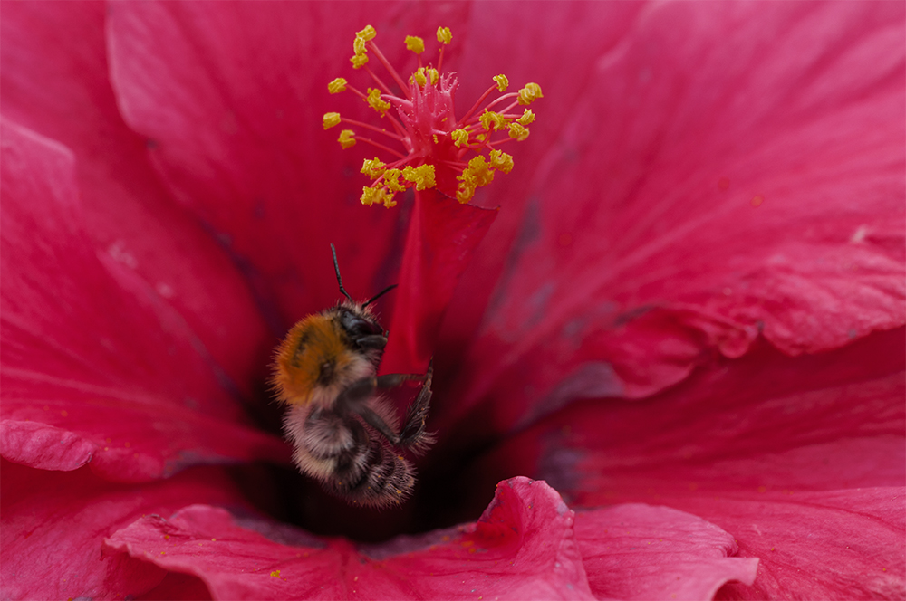 Klimmzug in der Hibiskusblüte