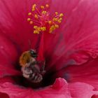 Klimmzug in der Hibiskusblüte