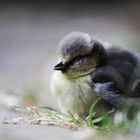 Klines Vögelchen ist aus dem Nest gefallen :(