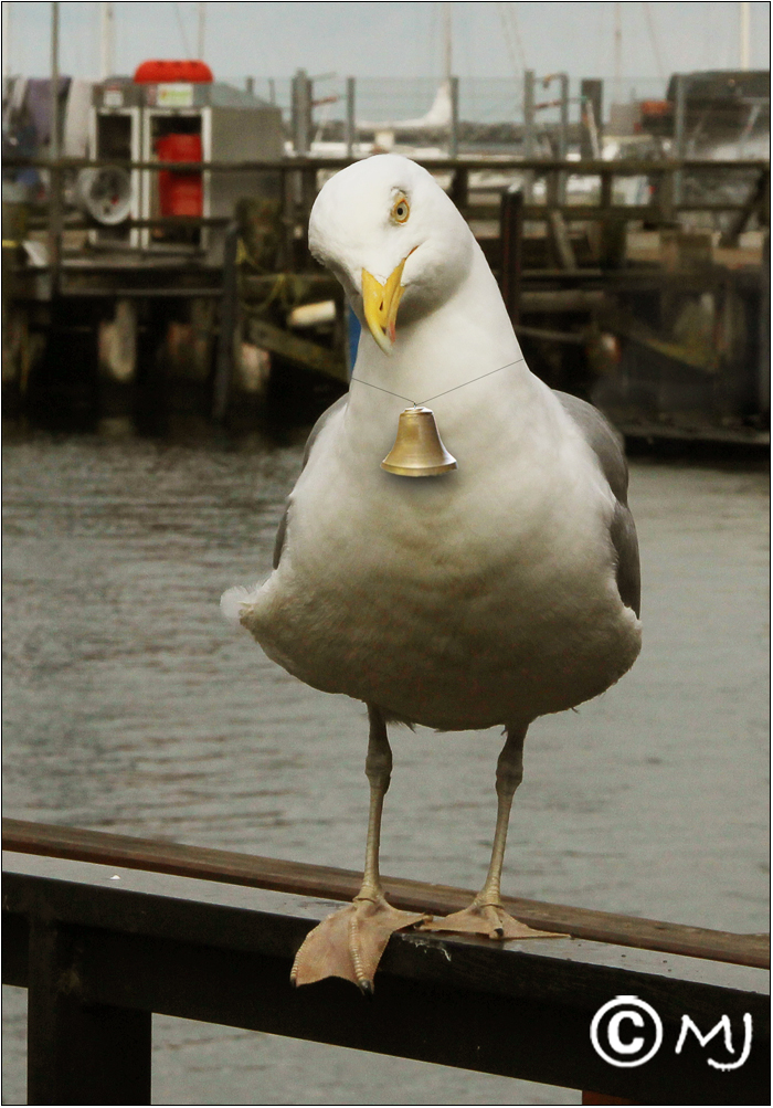 Kling, Glöckchen ... klingelingeling ...!