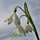 Kling Glöckchen klingelingeling