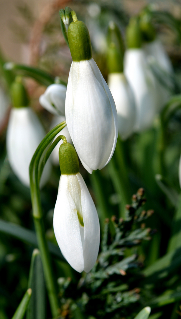 Klingeling, der Frühling kommt!