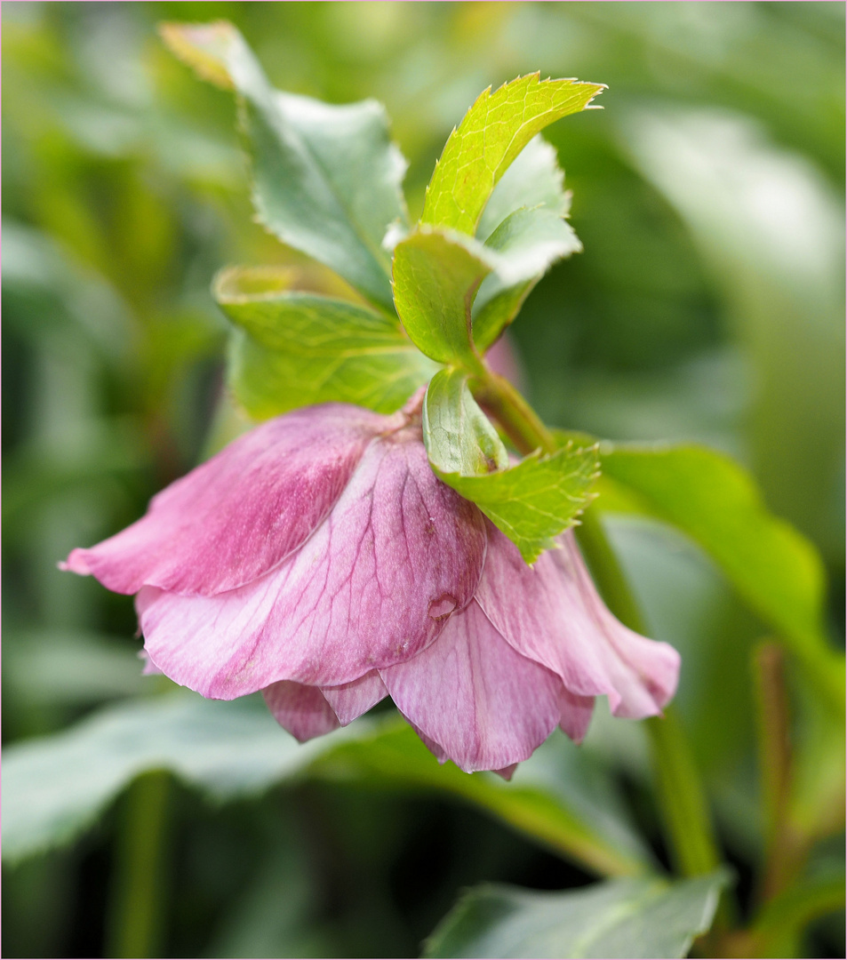 Klingeling die Lenzrose Foto & Bild fotos, natur, pflanzen Bilder