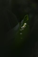 ... klingelingeling ...