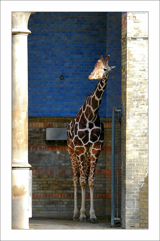 Klingelstreich bei ´ner Giraffe