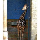 Klingelstreich bei ´ner Giraffe