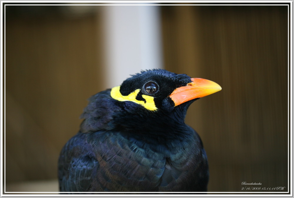 Klingelton-Beo aus dem Opelzoo