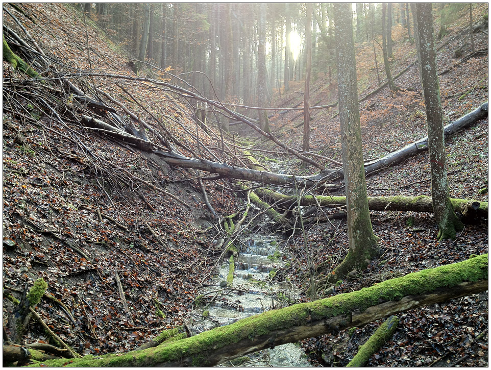 Klingenbach / Unterhalb des Irrenberg-Hundsrücken